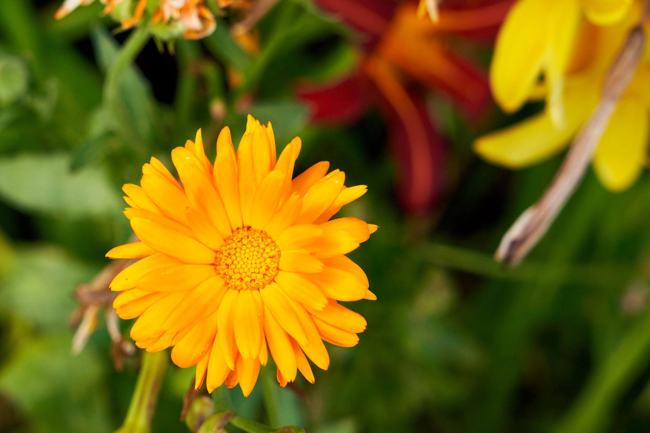 2022 07 22 Sverige 0427